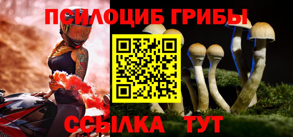 где найти наркотики  Асбест  Псилоцибиновые грибы Psilocybe 