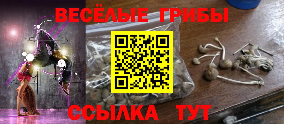 Галлюциногенные грибы Psilocybine cubensis Асбест